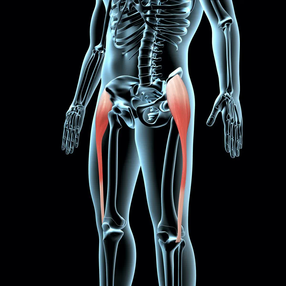 Understanding the role of the TFL muscle: anatomy, pain, and holistic recovery